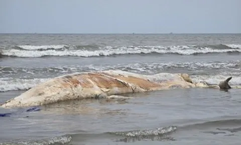 Xác cá voi 5 tấn dạt vào bờ biển Nghệ An