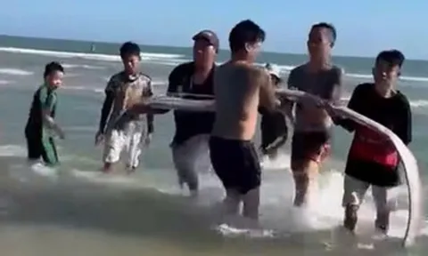 Cá hố rồng dài hơn 4m dạt vào bờ biển, người dân chôn cất theo phong tục