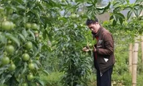 Thanh long, chanh leo Việt Nam đối mặt nguy cơ bị EU siết kiểm soát