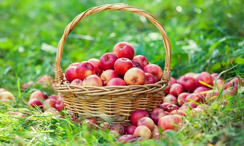 Lý do người nội chợ thông minh lựa chọn táo Aomori cho gia đình