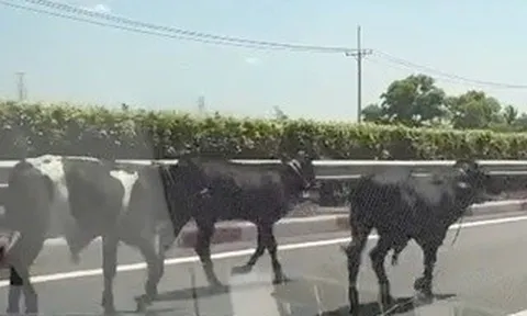 Đã rõ lý do vì sao 4 con bò đi vào cao tốc TP HCM - Long Thành - Dầu Giây
