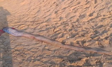 Loài cá hiếm gặp dài 4m dạt vào bờ, du khách nước ngoài thi nhau chụp ảnh