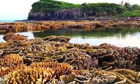 Quảng Ngãi muốn "đánh thức" du lịch lặn biển, ngắm san hô ở 2 hòn đảo nhỏ ven bờ
