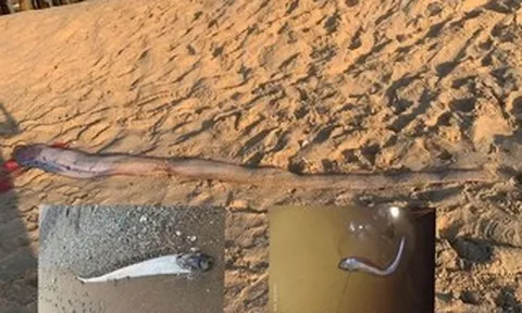 Cá mái chèo liên tục chết dạt vào bờ: Liên quan vùng nước trồi