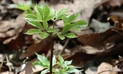 Quốc bảo sâm Ngọc Linh 'thức giấc' sau mùa ngủ đông