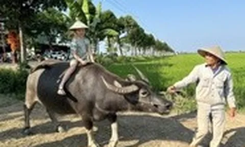 Du khách hào hứng trải nghiệm cưỡi trâu, chụp ảnh giữa đồng lúa ở Hội An