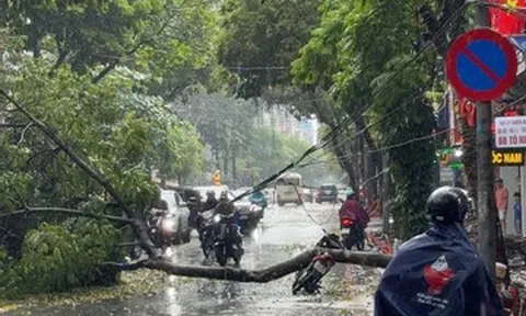 Cây xanh bật gốc đè trúng người đàn ông đi xe máy ở Hà Nội