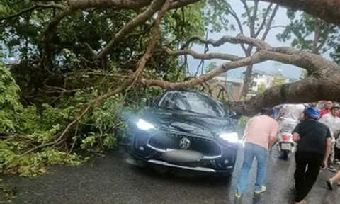Mưa dông khiến cây cổ thụ bật gốc, đổ trúng ôtô đang lưu thông ở Lào Cai