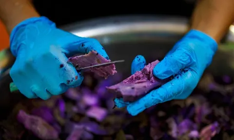 Philippines lao đao vì thứ nguyên liệu 'nhuộm tím' toàn cầu