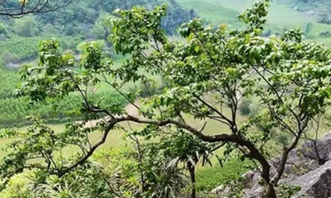 ‘Cơn sốt’ cây muội hồng khiến khai thác trái phép gia tăng