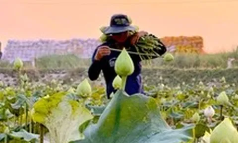 Trồng sen trắng thu hoạch bông kiếm tiền triệu mỗi ngày