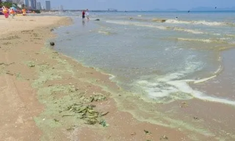 Hình ảnh biển Bãi Sau Vũng Tàu chuyển màu "xanh như matcha", du khách lo ngại