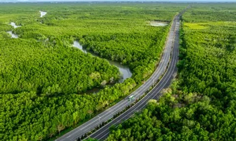 Toàn cảnh con đường xuyên rừng ngập mặn trước đề xuất mở rộng hơn 19.000 tỷ đồng