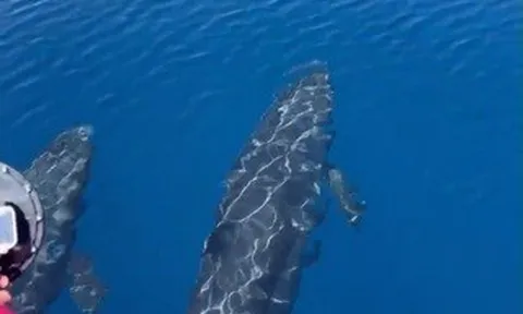 Đàn cá voi cả trăm con tung mình giữa biển Phú Quý