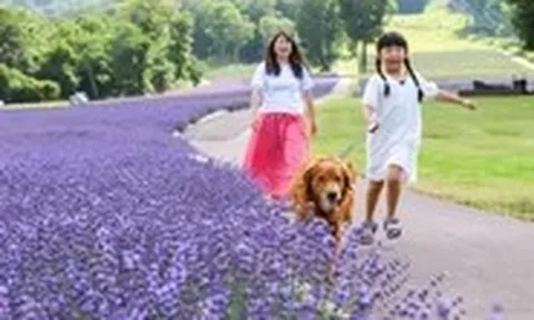 Khám phá mùa hoa rực rỡ tại vùng Kanto, Nhật Bản