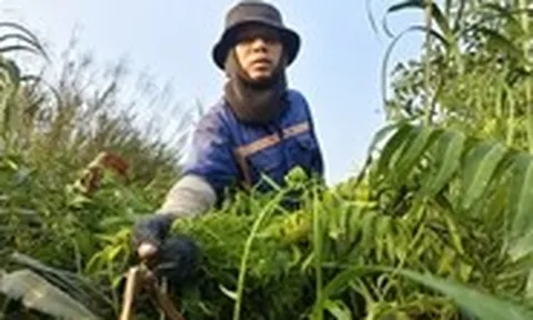 Len lỏi vào bụi rậm, hái đọt choại mưu sinh ở vùng ven TP.HCM