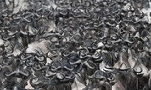 Những cuộc di cư ngoạn mục và khắc nghiệt nhất hành tinh