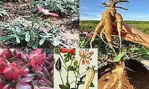 Ảnh hưởng của thời vụ đến khả năng sản xuất hạt giống của Sâm Bố Chính tại xã Mường Hum, huyện Bát Xát, tỉnh Lào Cai*