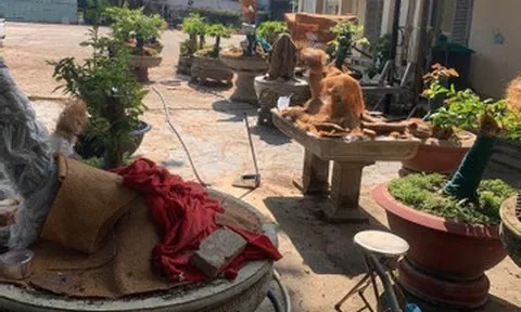 Vụ tịch thu 42 cây mai vàng 'không rõ nguồn gốc': Kiểm lâm Côn Đảo nói gì?