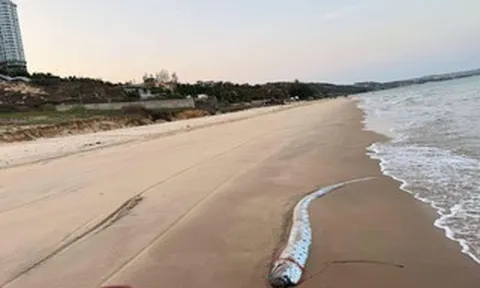 Thêm cá mái chèo dài 3,5 m dạt vào bờ biển Lâm Đồng, người dân tổ chức an táng