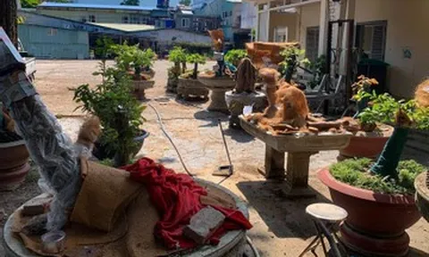 Chủ nhân 42 cây mai vàng ở Côn Đảo lần đầu lên tiếng về quyết định tịch thu cây