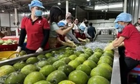 Vĩnh Long chính thức xuất khẩu lô bưởi đầu tiên sang Úc