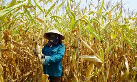 Cảnh tượng xót xa khiến người dân khóc ròng giữa 'chảo lửa' 42 độ