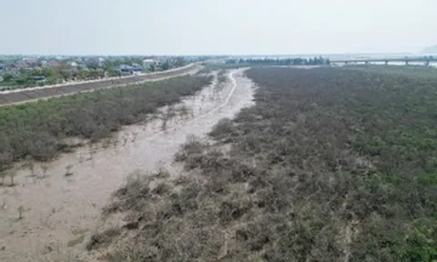 Cảnh tượng bất thường ven biển Hà Tĩnh, chưa tìm ra nguyên nhân