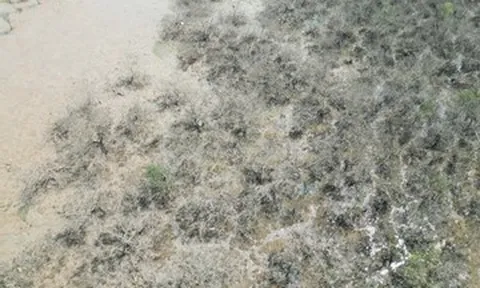 Cảnh tượng bất thường ven biển Hà Tĩnh: Đã có kết quả quan trắc môi trường nước