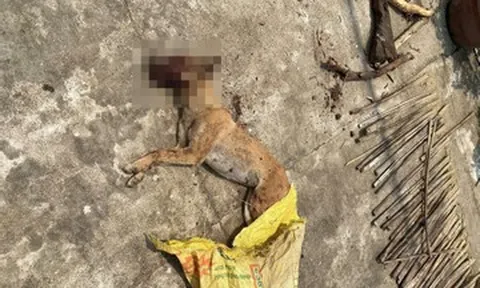 Trích xuất camera truy bắt con chó cắn nhiều người ở Quảng Ngãi