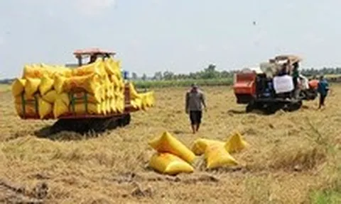 Gạo Việt đang 'bỏ rơi' thị trường thuế suất 0%?
