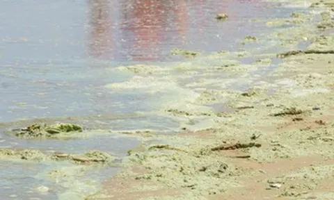 Lộ diện 'thủ phạm' khiến nước biển Bãi Sau Vũng Tàu xanh như matcha