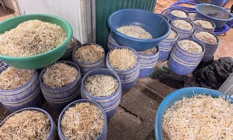 Khởi tố 2 chủ cơ sở sản xuất hơn 160 tấn giá đỗ chứa chất gây ung thư