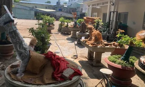 Diễn biến mới vụ 42 cây mai bị tịch thu ở Côn Đảo: Trả lại 21 gốc cho chủ sở hữu