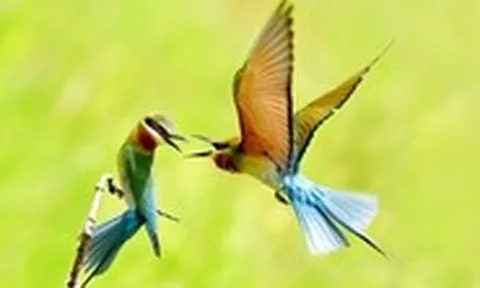 Ngắm khoảnh khắc 'đáng yêu' của chim trảu đuôi xanh ở miền Tây