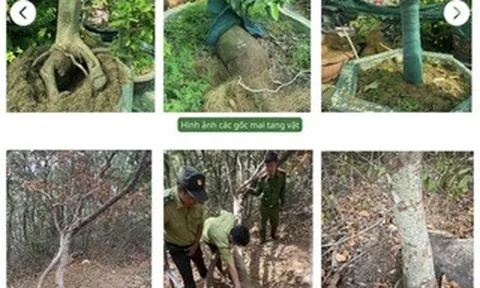 Vụ tịch thu 42 gốc mai ở Côn Đảo: Kiểm lâm trả lại 21 gốc cây