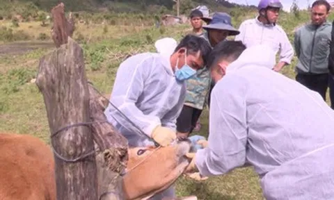 Cảnh báo virus lở mồm long móng 'lạ' có nguy cơ xâm nhập Việt Nam