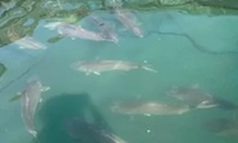 Việt Nam đang nuôi thử giống cá cam đắt giá, tính toán nuôi cá ngừ đại dương