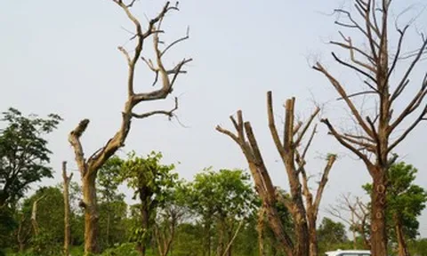 Hàng loạt cây xanh chết khô ở công viên trung tâm