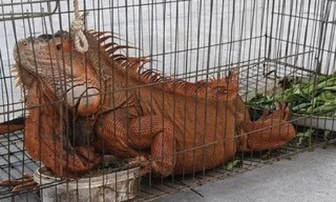 Tiếp nhận rồng Nam Mỹ 'khủng' do người dân giao nộp