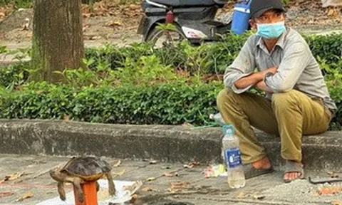 Mua bán rùa để "phóng sinh" - dấu hiệu phạm luật!