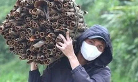 Quế Trà Bồng vào vụ, nhịp lao động tỏa khắp núi rừng