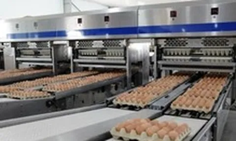 Hòa Phát kiếm bộn tiền từ chăn nuôi heo, gà, chi trả hàng nghìn tỉ cổ tức bằng tiền mặt