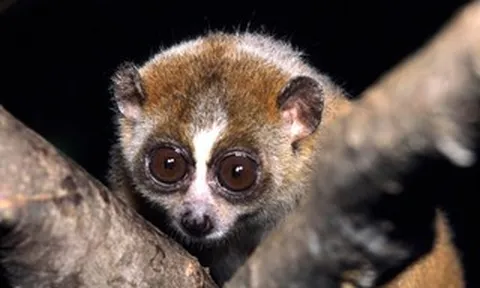 Con vật hay "mắc cỡ" bất ngờ đi lạc vào trạm y tế, là loài cực kỳ quý hiếm