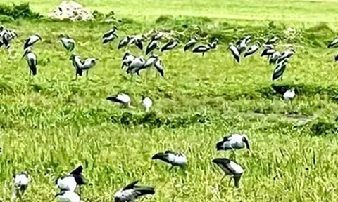 Hàng nghìn con cò nhạn quý hiếm bất ngờ sà xuống cánh đồng