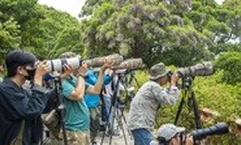Chi hàng trăm triệu đổi lấy khoảnh khắc chụp được loài voọc quý trên bán đảo Sơn Trà