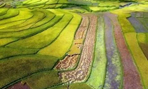 Sở hữu 'tứ trấn gạo ngon', Lai Châu làm gì để hút đầu tư, mở đường xuất khẩu?