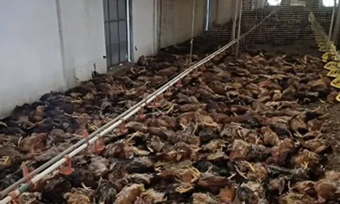 5.000 con gà chết ngạt do sự cố chập điện tại trang trại