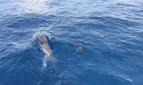 Đàn cá heo cả 100 con bất ngờ xuất hiện trên vùng biển Quy Nhơn