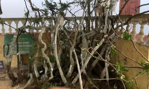 Phát hiện 122 cây muội hồng trong vườn nhà một hộ dân